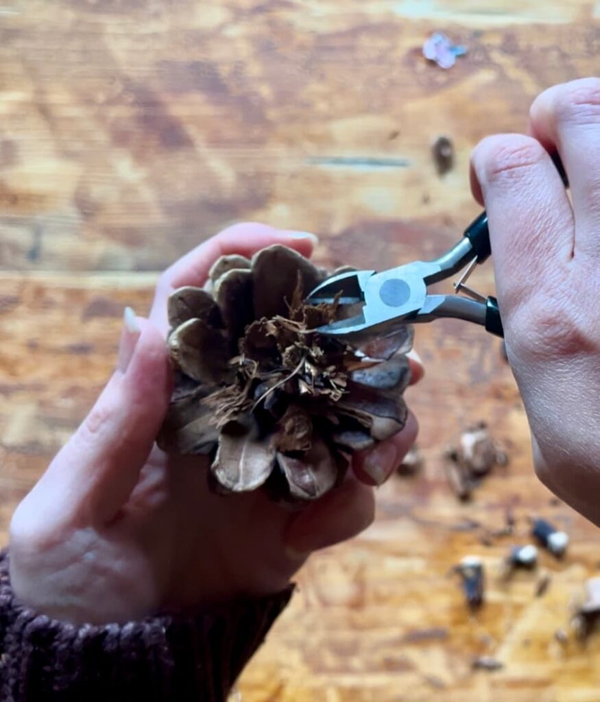 image shows using clippers to cut pinecones.