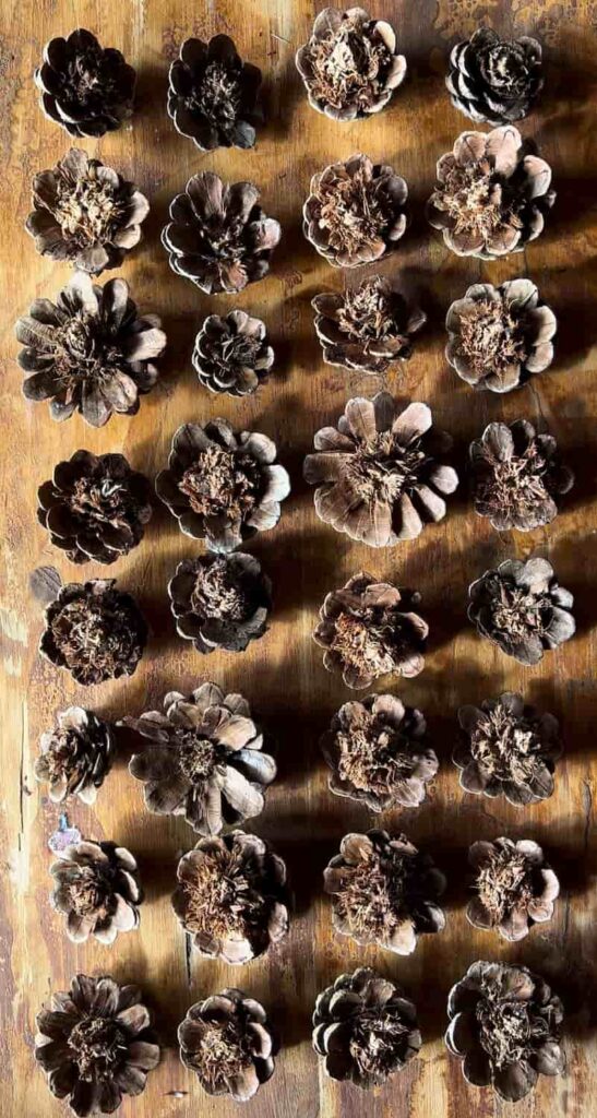 image shows clipped pinecones in rows.