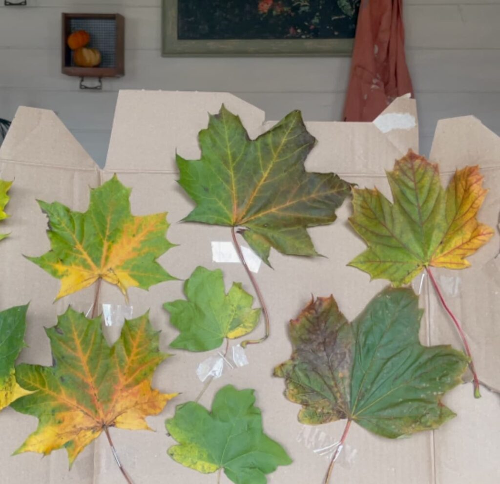 image shows leaves taped to cardboard.