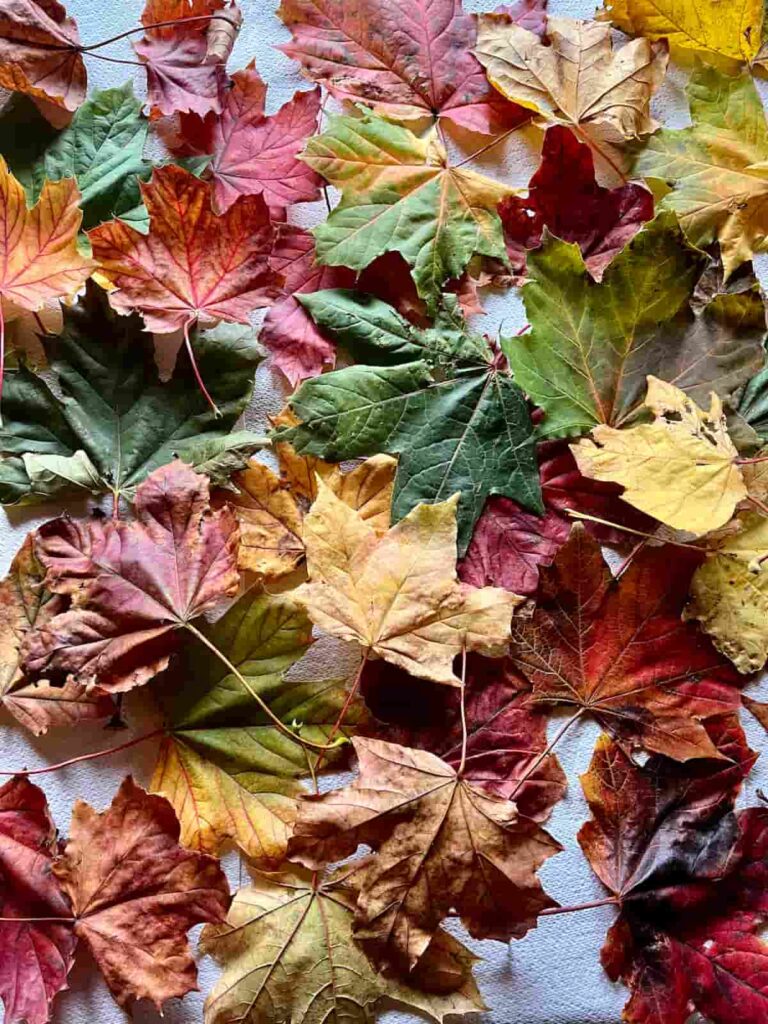 image shows red, yellow and green leaves.